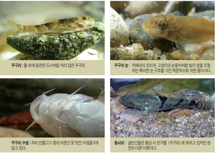 꾸구리-생김새 출처:이학영 교수