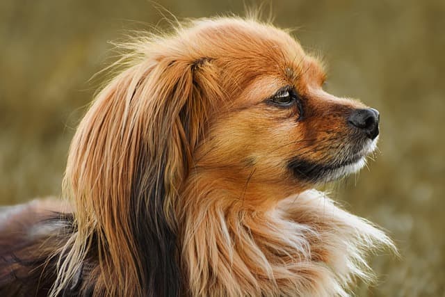 canine atopic dermatitis