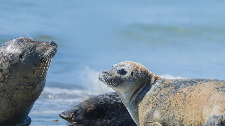 아라마루 아쿠아리움
