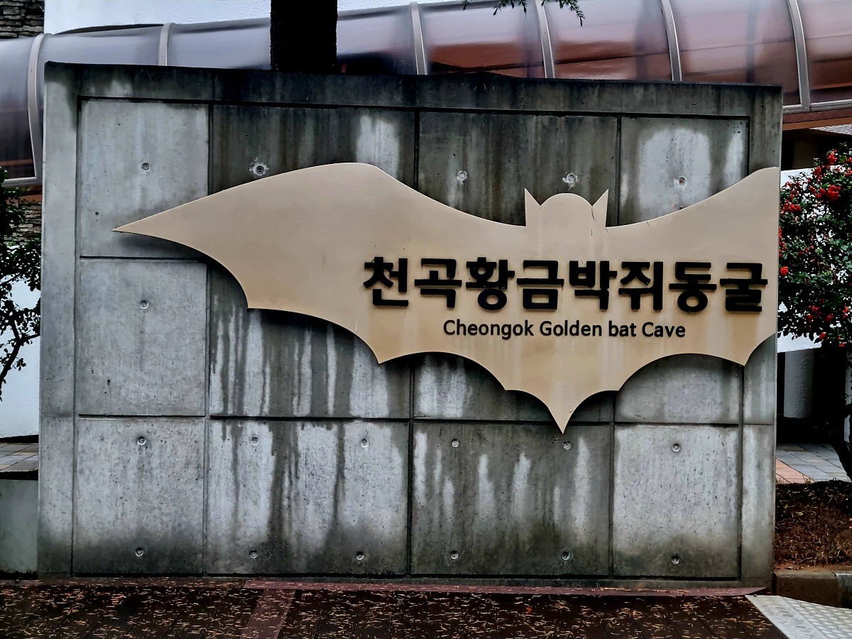 동해 가볼만한곳 천곡황금박쥐동굴 후기 비 오는 날 좋은 실내 여행지