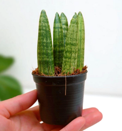 30일간의 스투키 기록