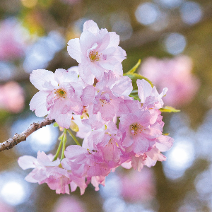 2025 대한민국 벚꽃 개화 시기 총정리! 지역별 명소 & 축제 일정