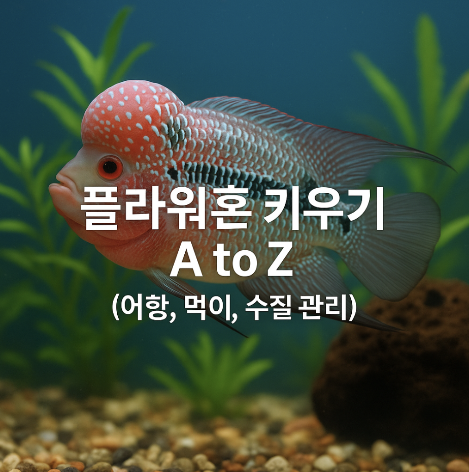 플라워혼 키우기 A to Z (어항, 먹이, 수질 관리)