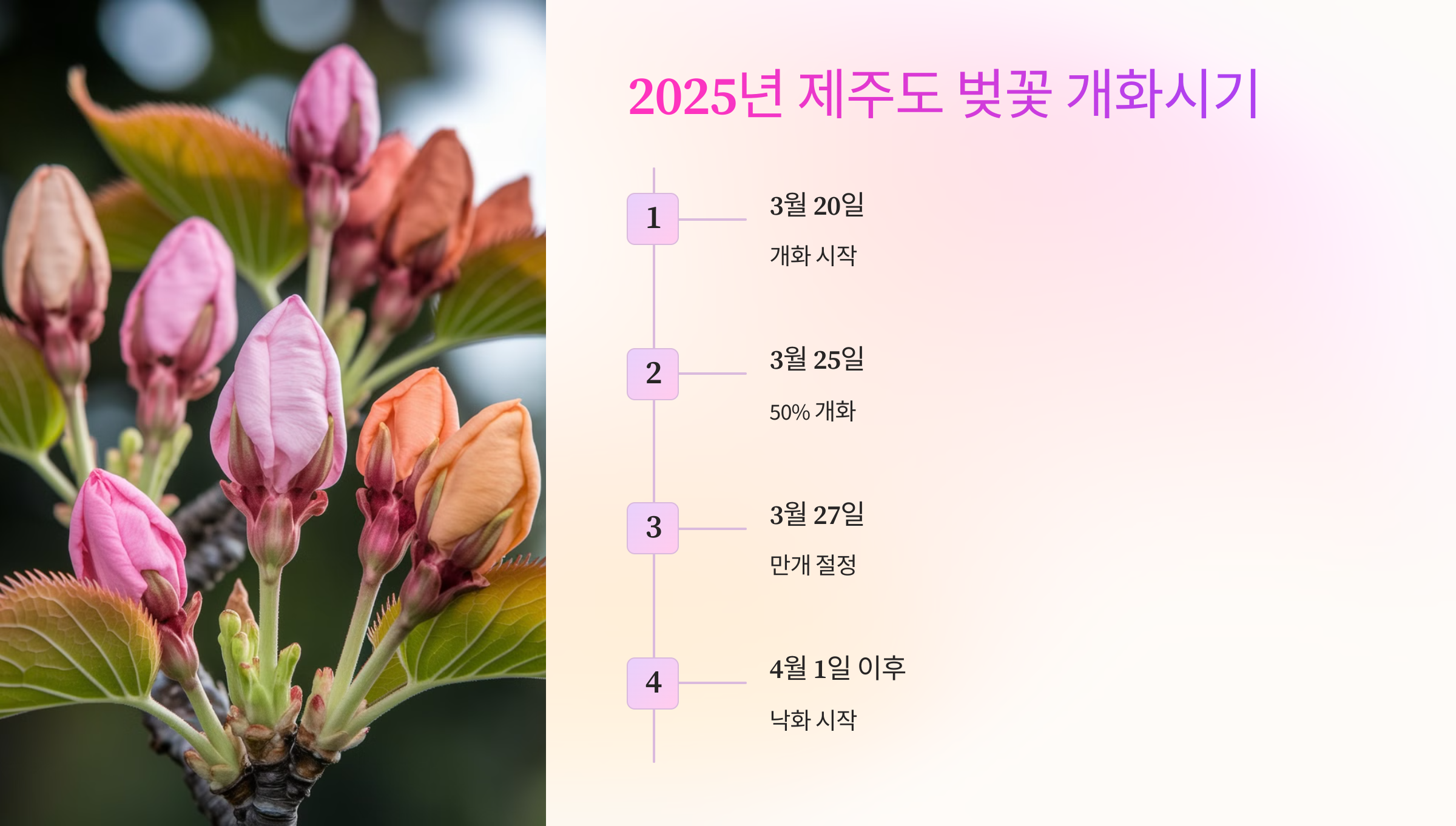 📅 2025년 제주도 벚꽃 개화시기