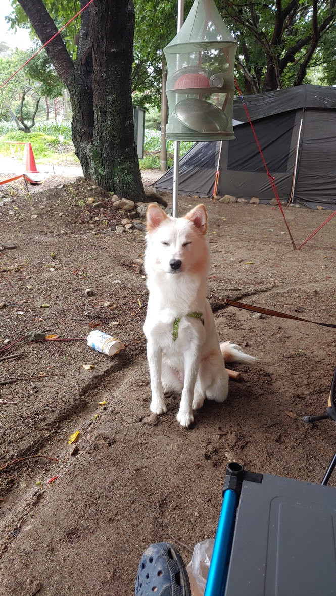 강아지가 눈을 감은 찰라에 찍은 웃긴 표정