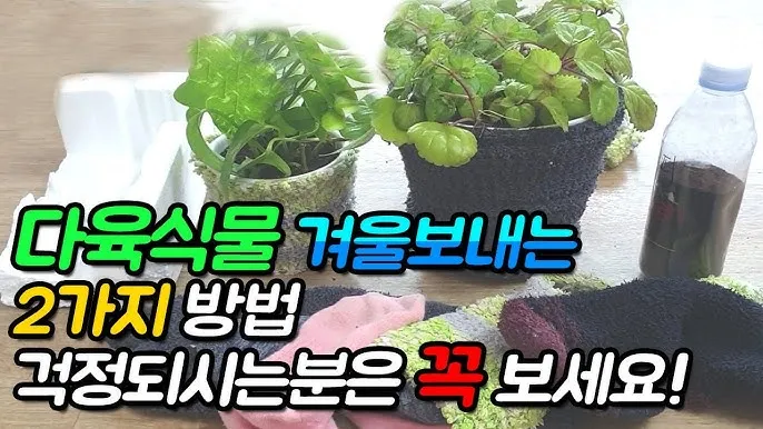 화분 겨울철 관리 난방건조 습도유지 물주기간격 조절 식물등보조_2