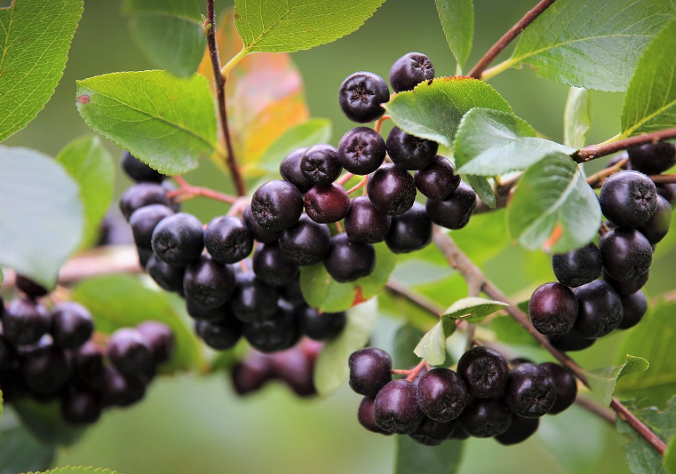 아로니아의 모습