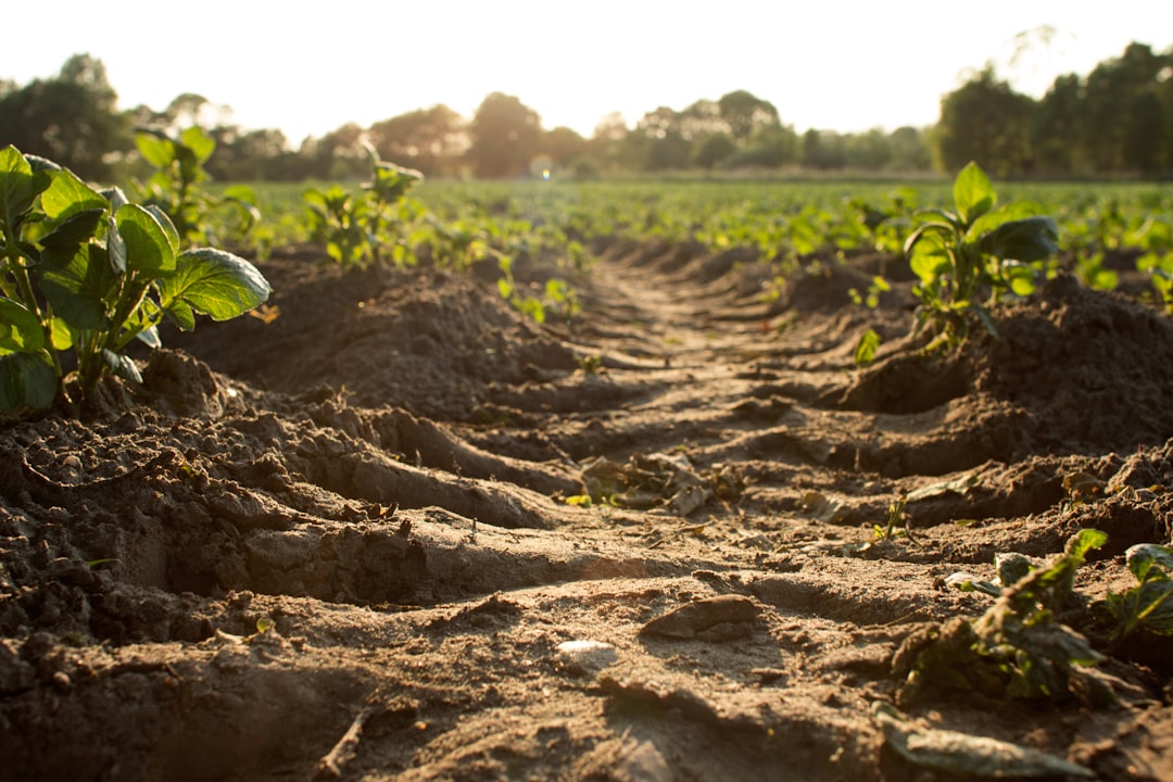 Soil
