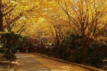 2024 에버랜드 은행나무숲산책 신청