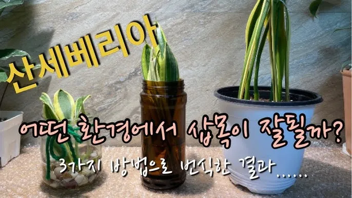 물꽂이 삽목 성공률높이기 깨끗한물 교체주기 빛관리 요령_2