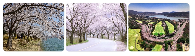 대릉원&middot;보문호 벚꽃길