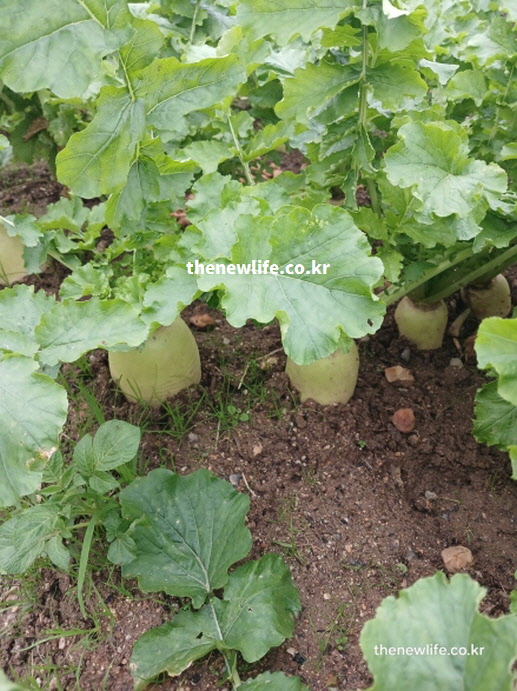 바이러스 감염 억제와 몸의 방어력 유지에 탁월한 효능을 가진 싱싱한 무 실사진