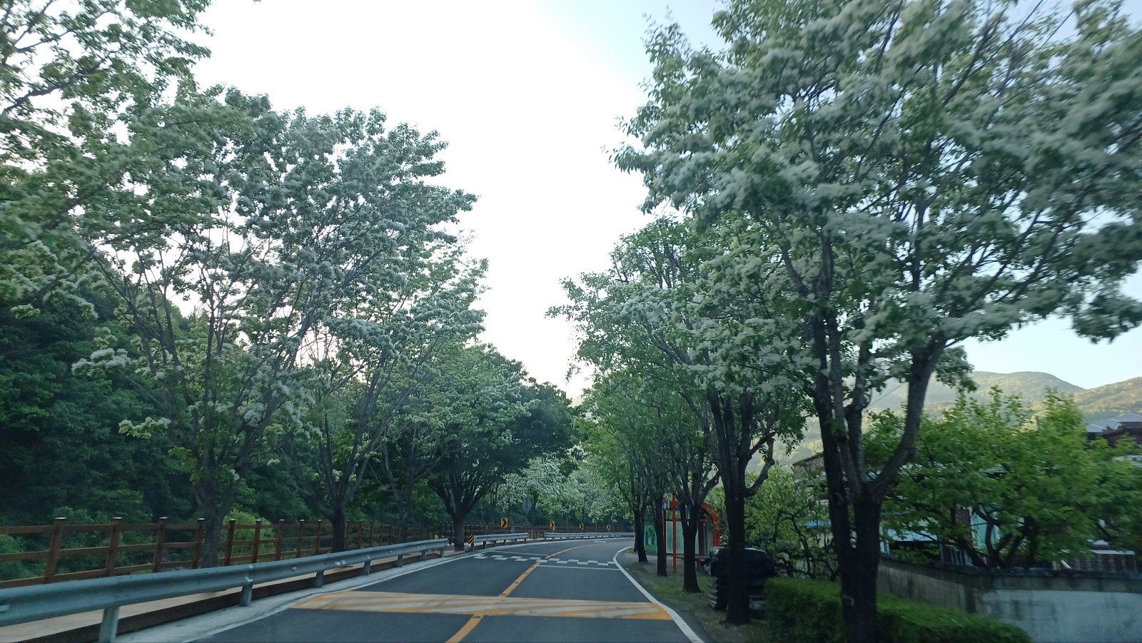 밀양댐 생태공원 이팝나무길8