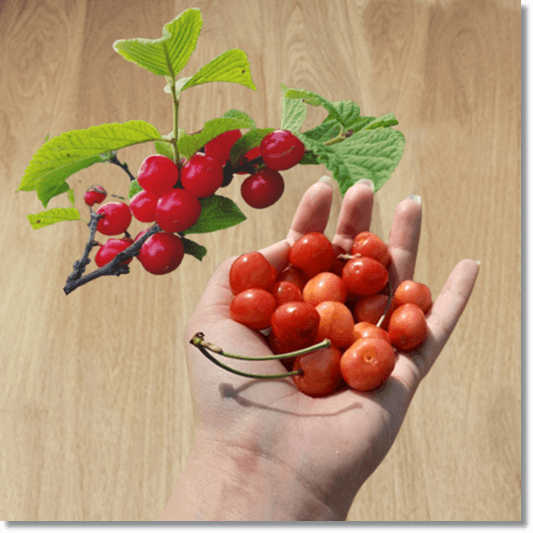 앵두 효능 및 영양 성분