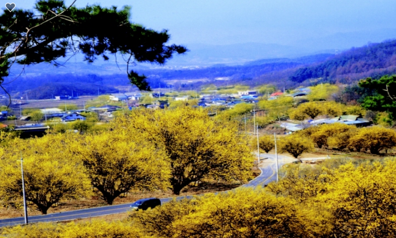 양평-산수유마을