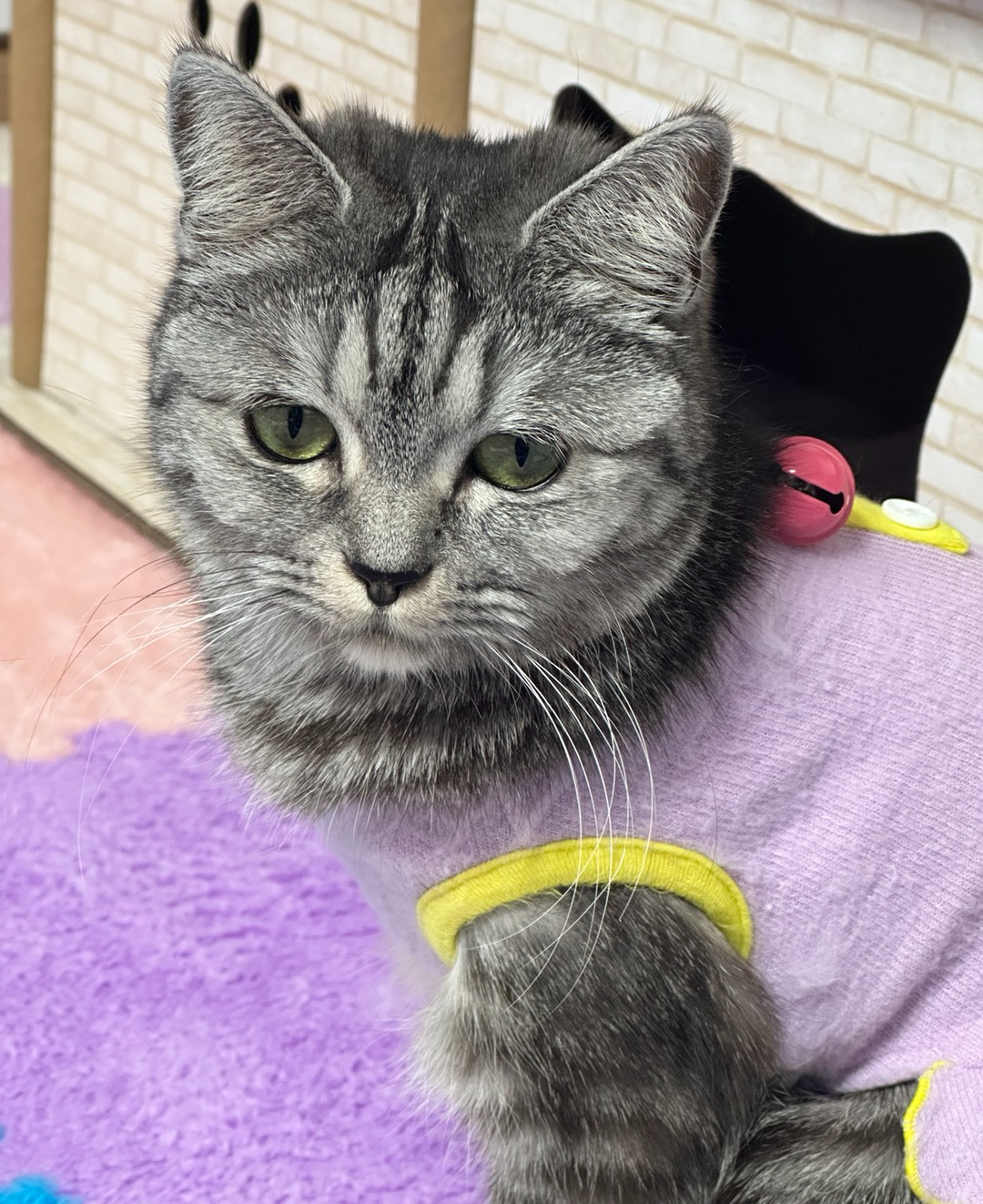 고양이 훈련방법