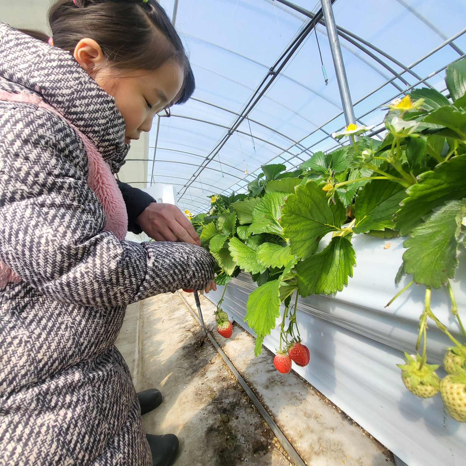 청주 딸기 체험&amp;#44; 딸기 케이크 만들기 (가산딸기 강추!!)