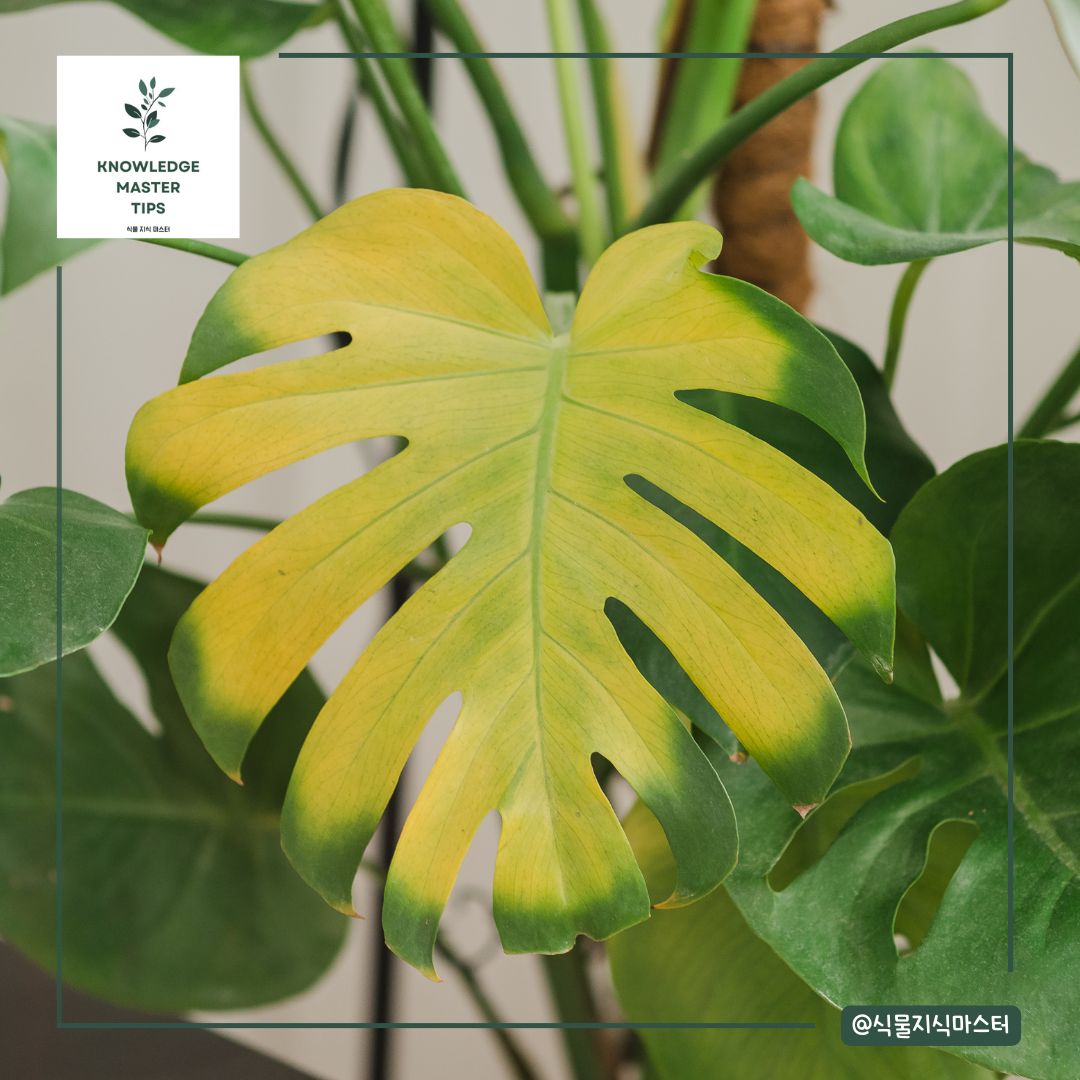 적절하지 않은 온도와 습도로 인한 잎 노란 현상