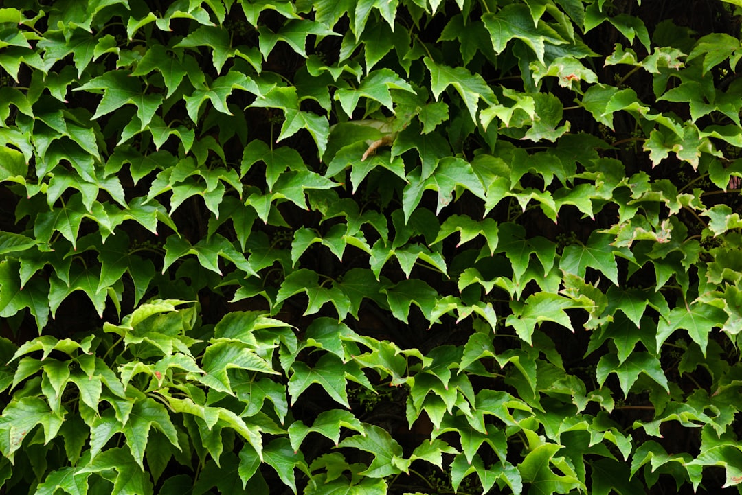 foliage