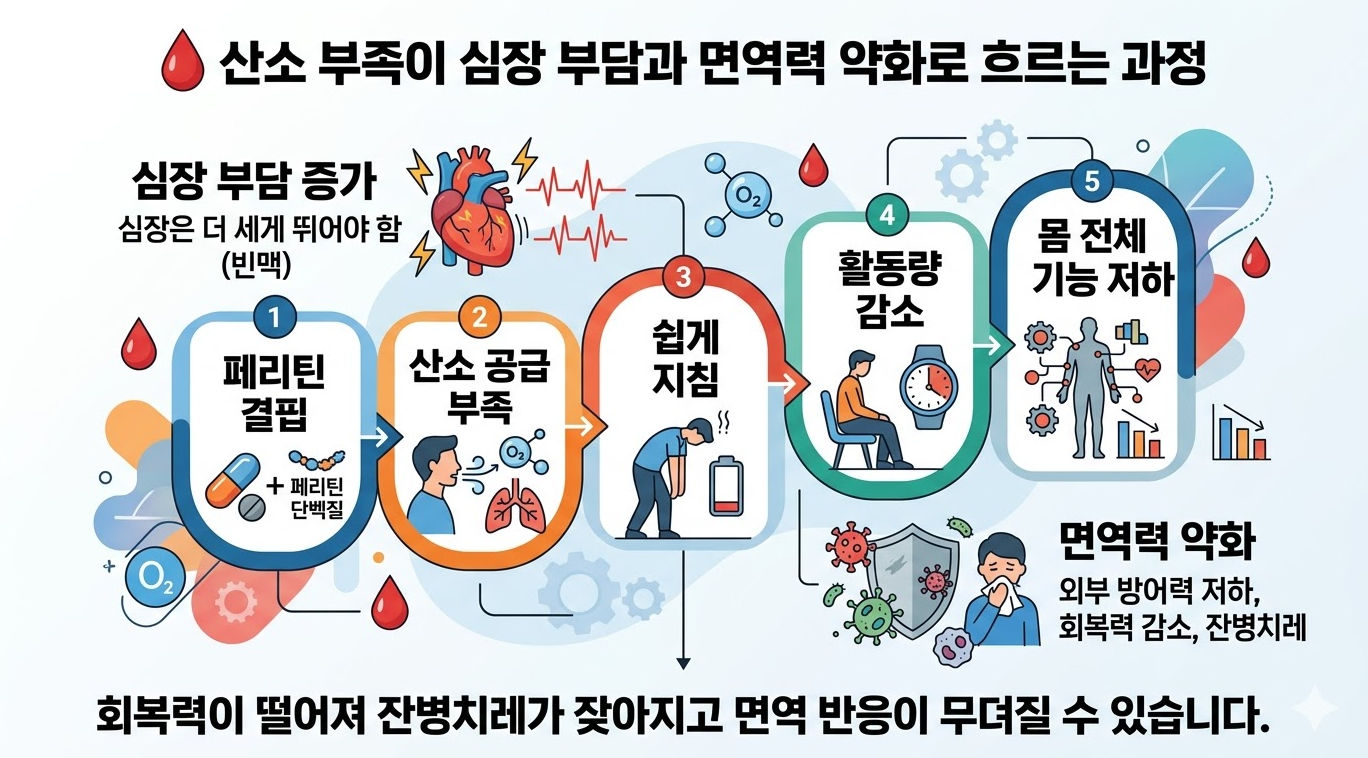 페리틴 결핍으로 산소 부족이 심장 부담과 면역 저하로 이어지는 과정