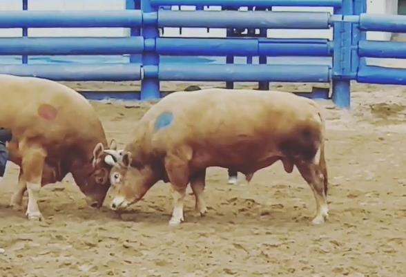 생생정보 청도소싸움 김민재조교사