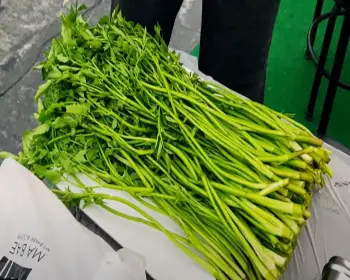 원동 미나리축제_9