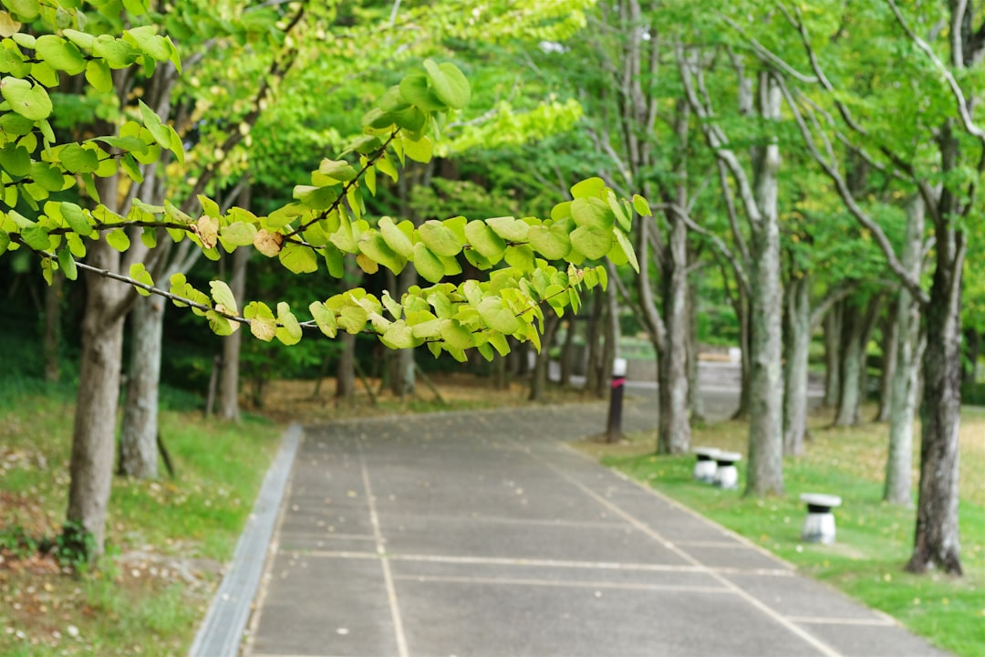 Boseong