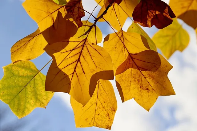 고흥 녹동항에서 거문도 배편 왕복 이용후기 차량선적까지_4