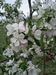 제 3회 문경 사과 꽃 축제 기본일정과 특징 소개