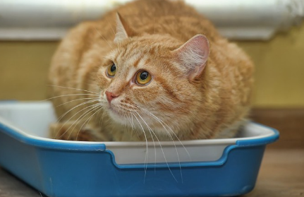 화장실 안에서 웅크리고 있는 고양이.