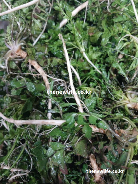 냉이 효능의 요리 활용과 영양가치를 보여주는 실사진