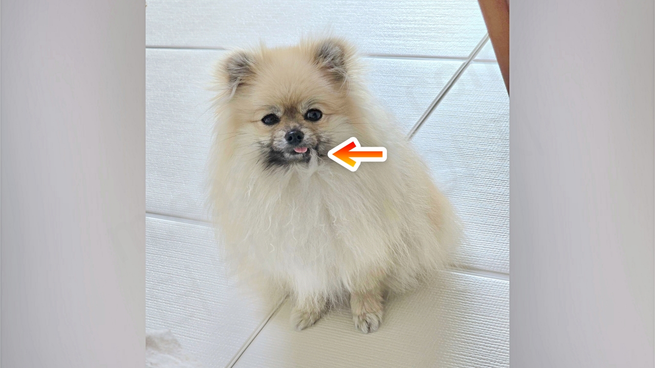 자기 가슴털을 물고 있는 포메라니안