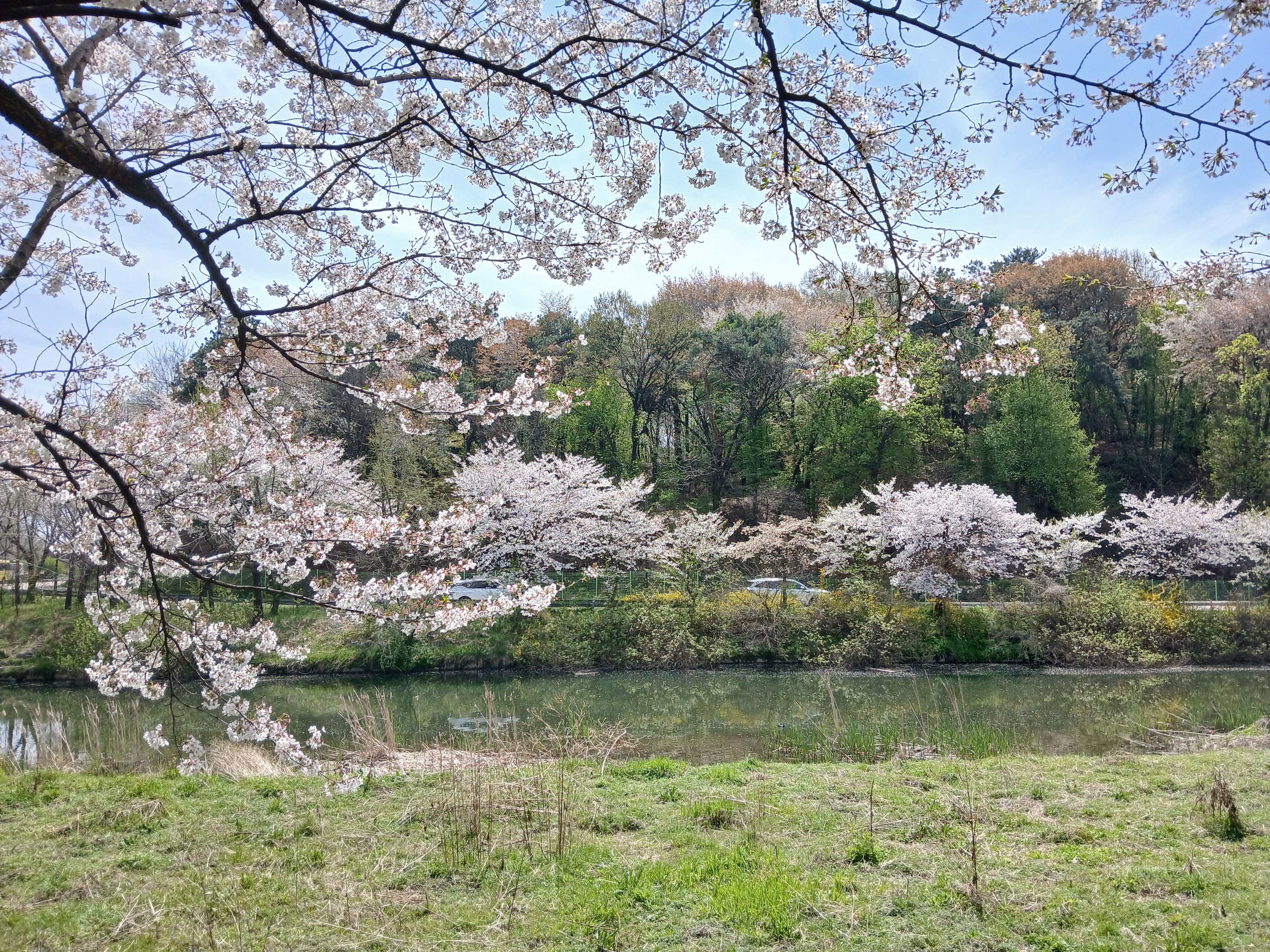 카페 라르고 앞 벚꽃과 호수 뷰
