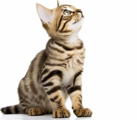 벵갈 고양이 분양가격