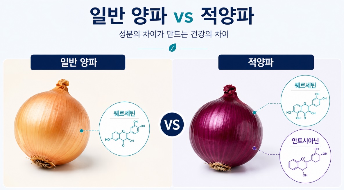 일반 양파의 퀘르세틴과 적양파의 퀘르세틴&middot;안토시아닌 비교