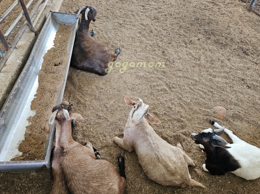 아그로랜드 염소