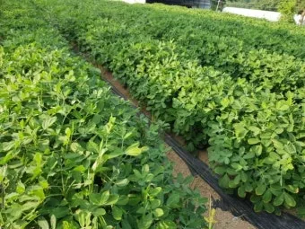 땅콩 재배 개화 후 흙 덮기 배수로 확보 칼슘 보충_4