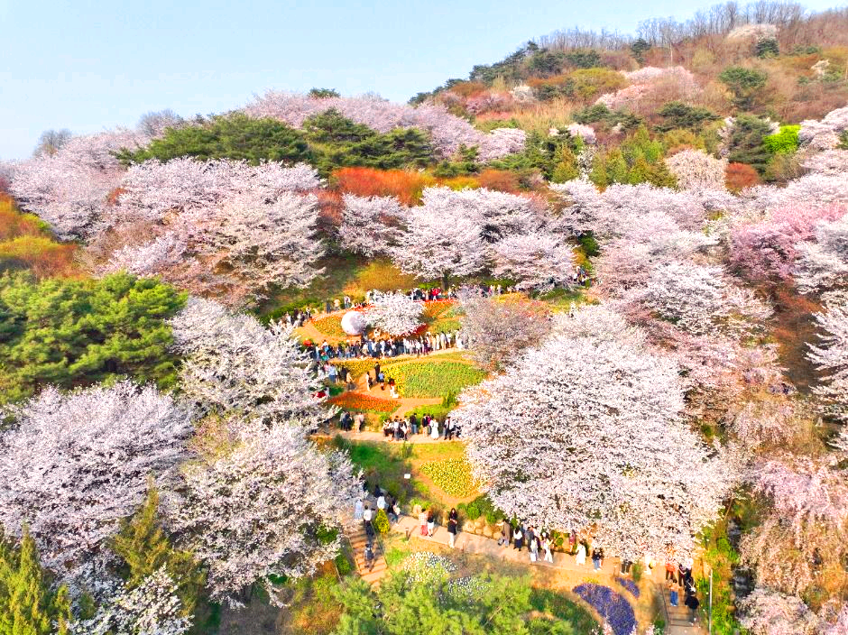 서대문 봄빛축제