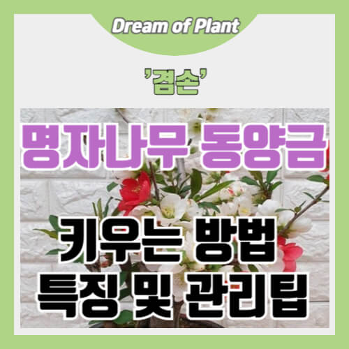 명자나무 동양금 키우기 썸네일 이미지