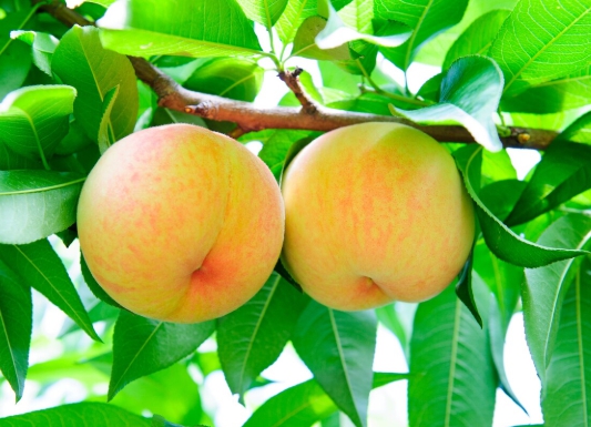 한국의 떡 종류 복숭아떡