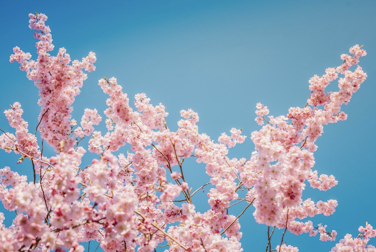 경남 벚꽃 명소