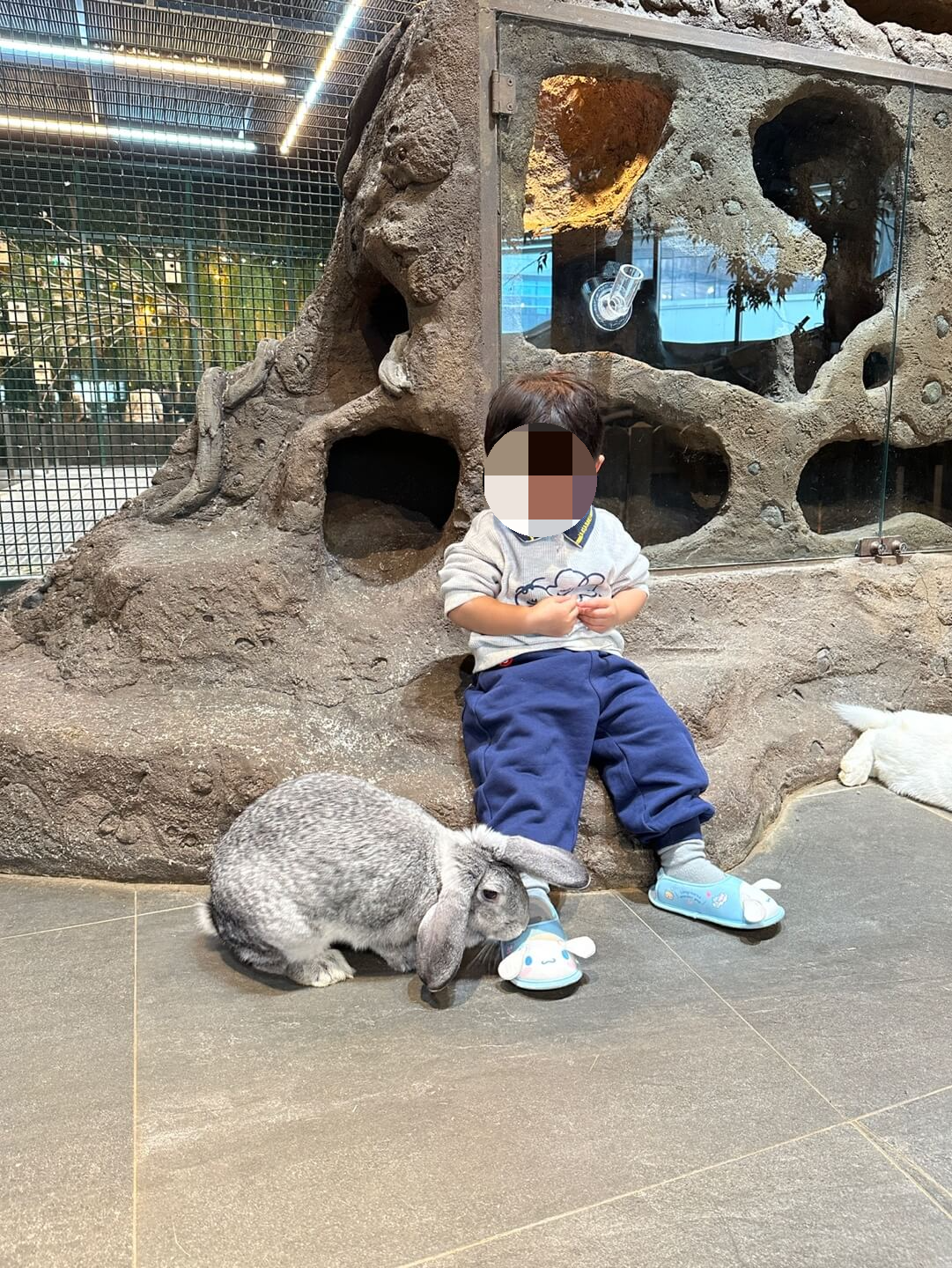 주렁주렁 동탄점 토끼 교감존 체험 모습