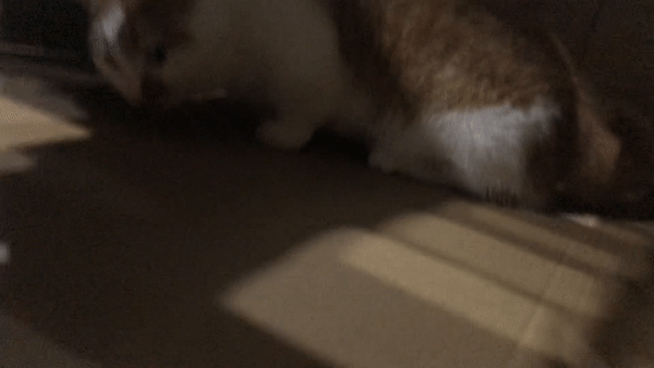 고양이가좋아하는