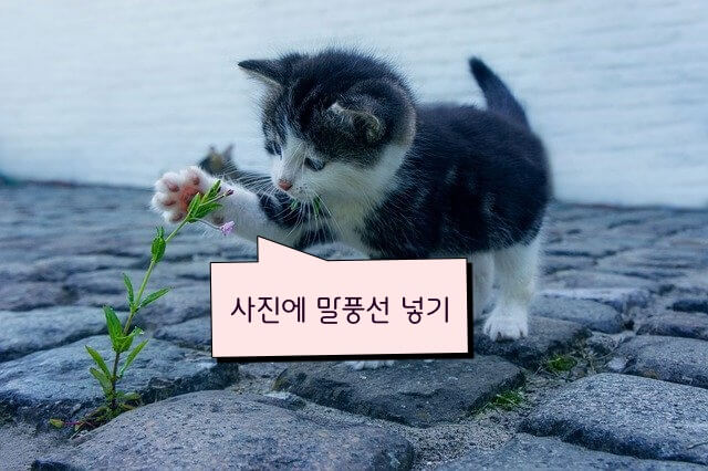 사진에-말풍선-넣기