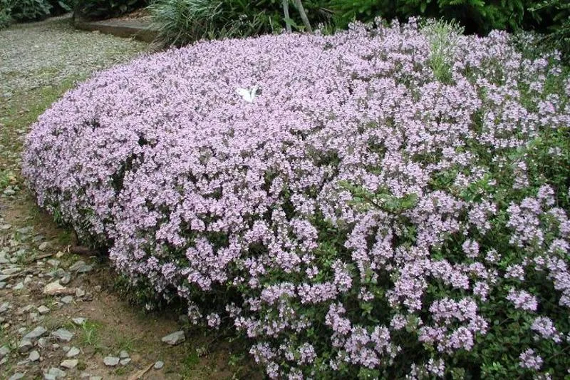 백리향 키우는 법 집에서 재배법 꿀팁_2