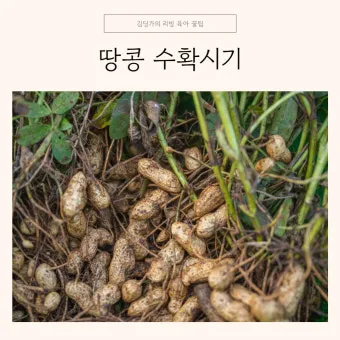 땅콩 심는 시기 수확시기 모종 파종_13