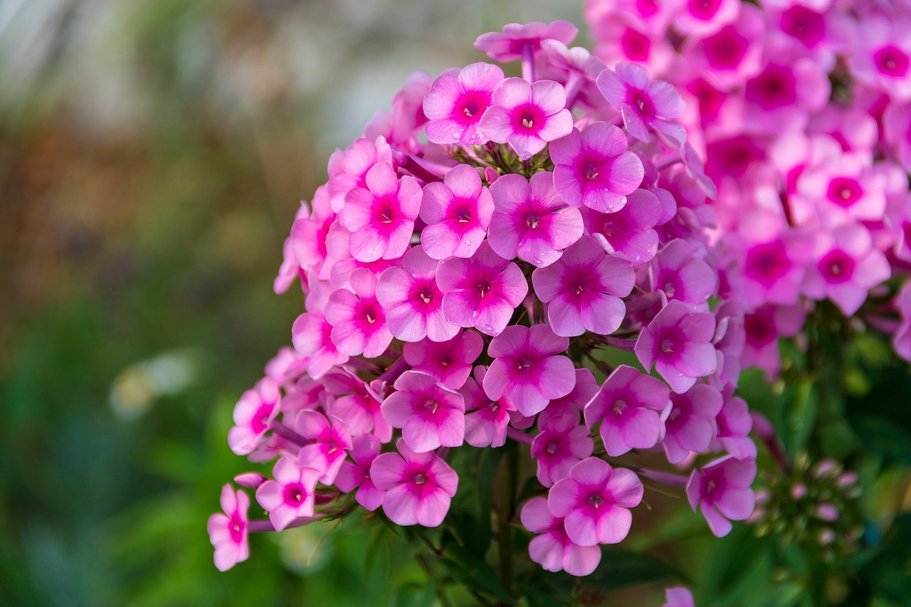 2025 봄꽃 개화 시기