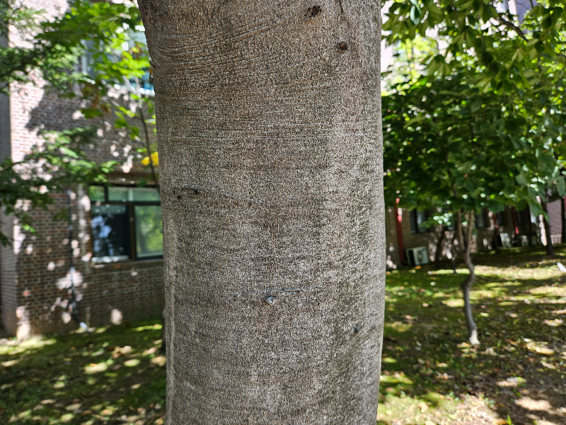 너도밤나무 수피1