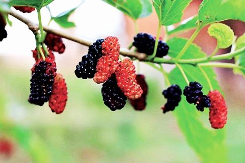 오디 효능_노화방지