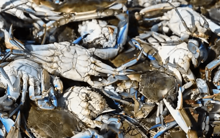 이탈리아 푸른 꽃게